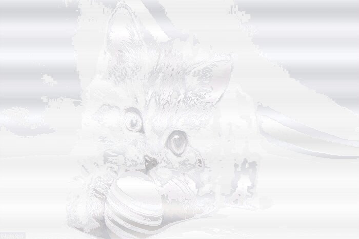 Image de chat en Ascii-Art